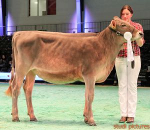 Swiss Expo Brown Swiss-36